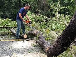 Reliable Hendersonville, NC Tree Services Solutions