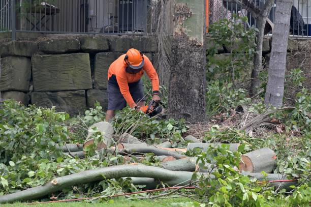 Best Tree Preservation Services  in Hendersonville, NC