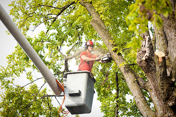 Best Tree Disease Treatment  in Hendersonville, NC