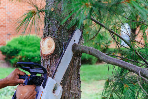 How Our Tree Care Process Works  in  Hendersonville, NC